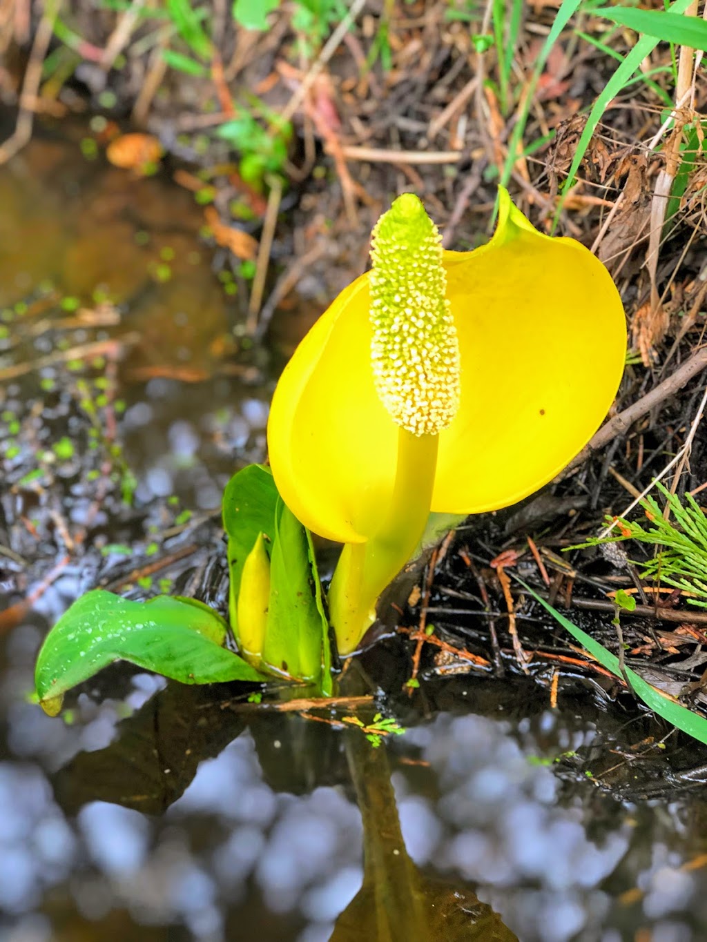 El Huarache Taco Shop | 764 N Midway Dr, Escondido, CA 92027, USA | Phone: (760) 738-4733