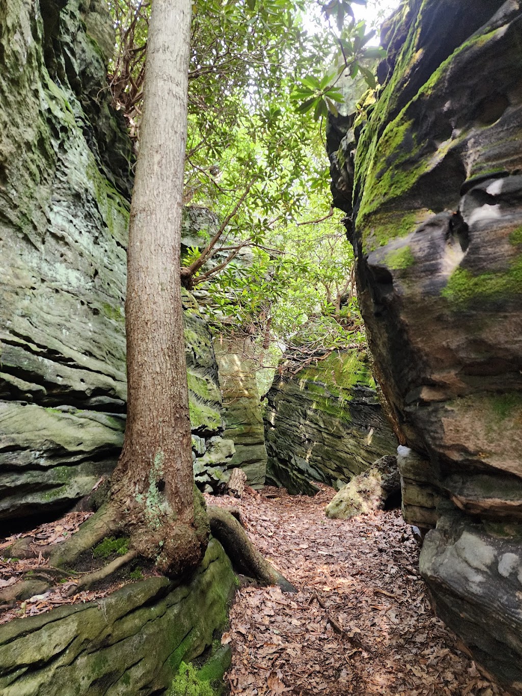 Coopers Rock State Forest | 61 County Line Dr, Bruceton Mills, WV 26525, USA | Phone: (304) 594-1561