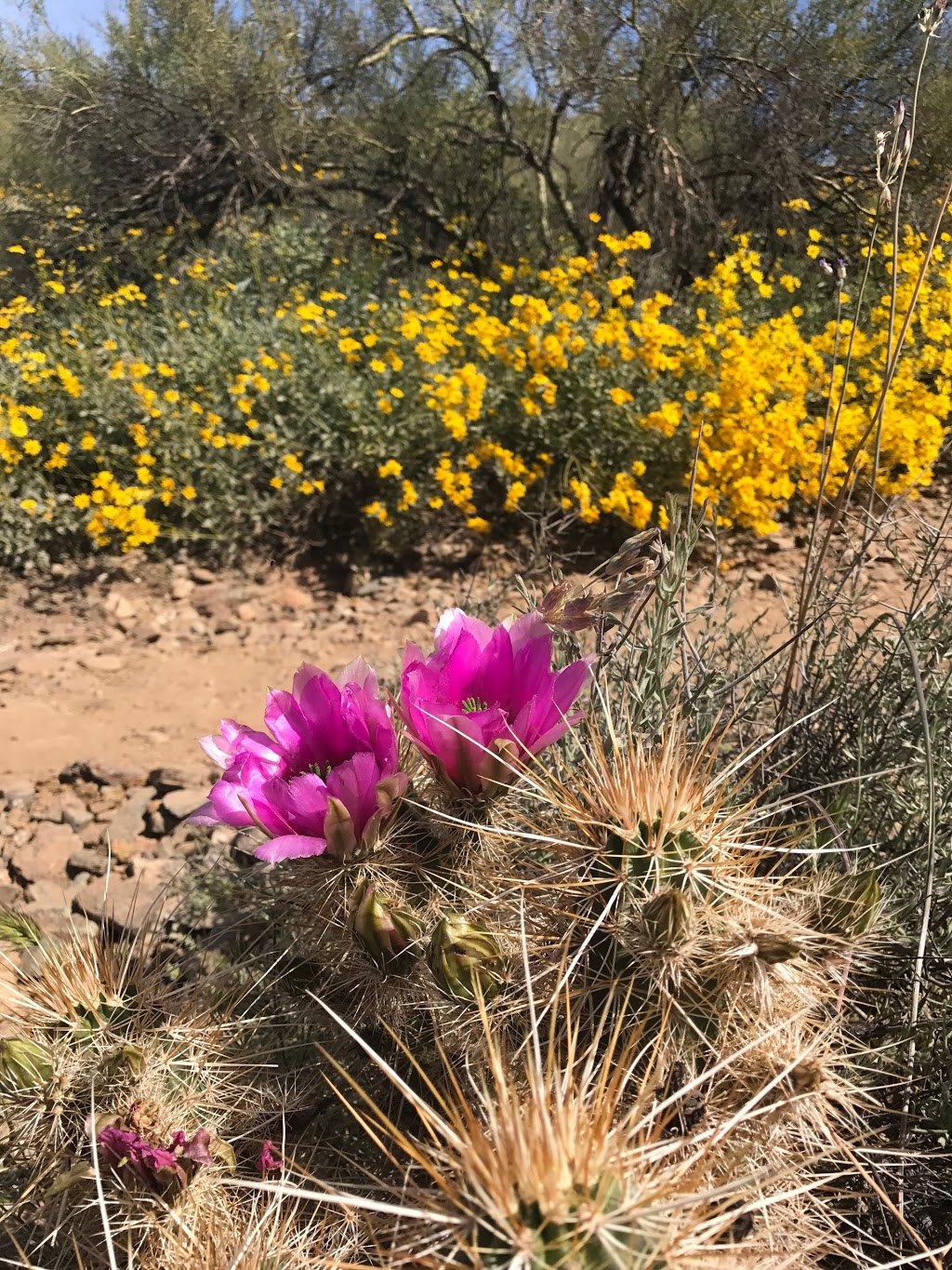 Cave Creek Trail Rides | 37019 N 32nd St, Cave Creek, AZ 85331, USA | Phone: (623) 742-6700