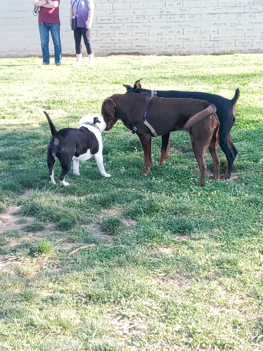 Glenbrook Large Dog Park | 8500 La Riviera Dr, Sacramento, CA 95826, USA | Phone: (916) 277-6093