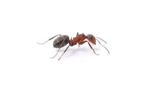 All Solutions Pest Control | 1001 Boardwalk Springs Pl Suite 111B, OFallon, MO 63368, USA | Phone: (636) 542-8266