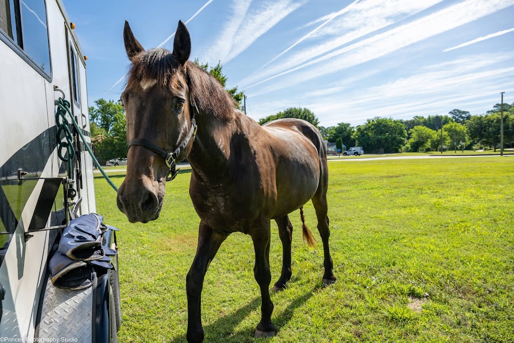 Topline Horse Center - Sunday