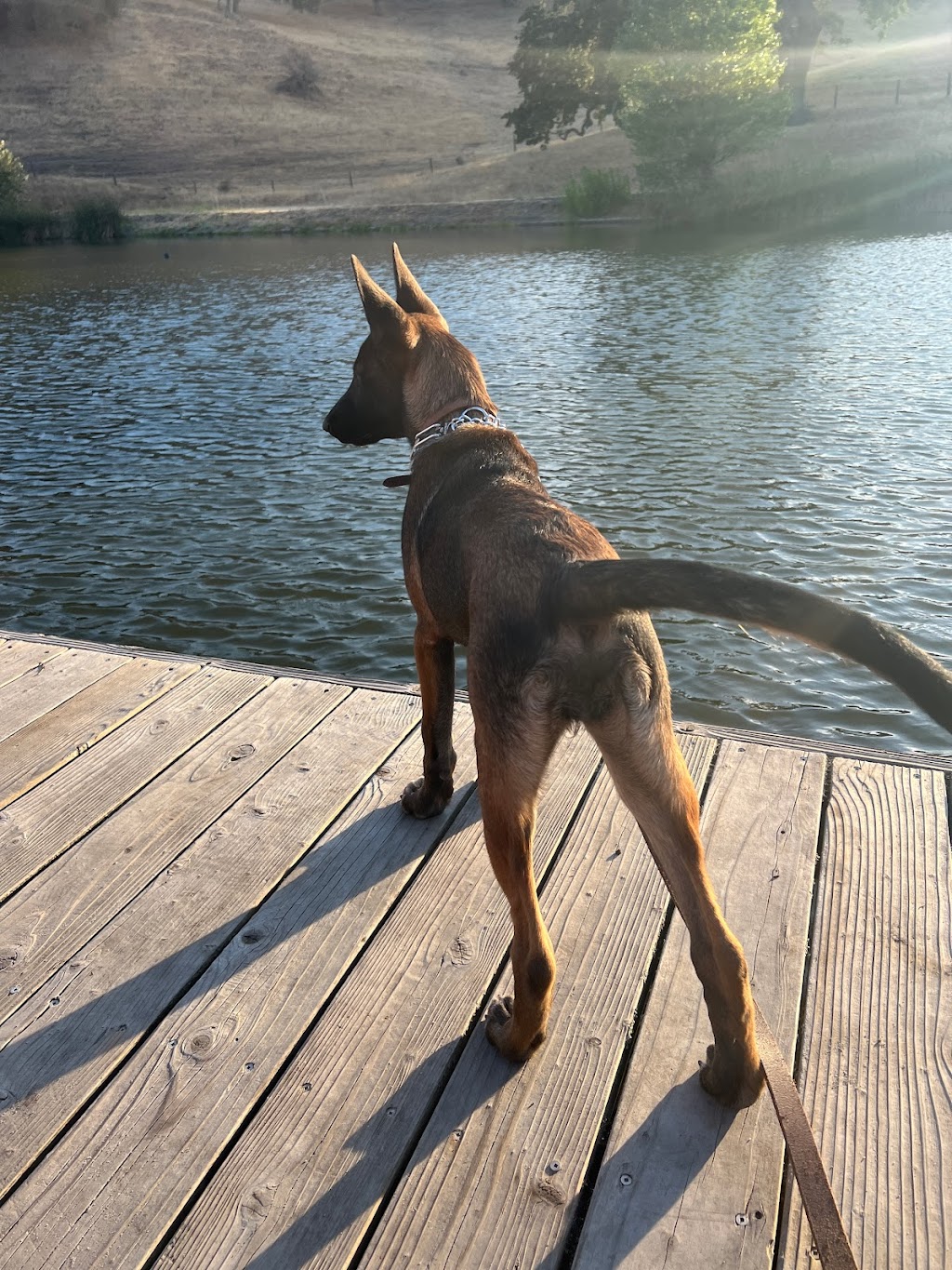 Pet Supply | 21425 Brookhurst St, Huntington Beach, CA 92646, USA | Phone: (714) 962-8800