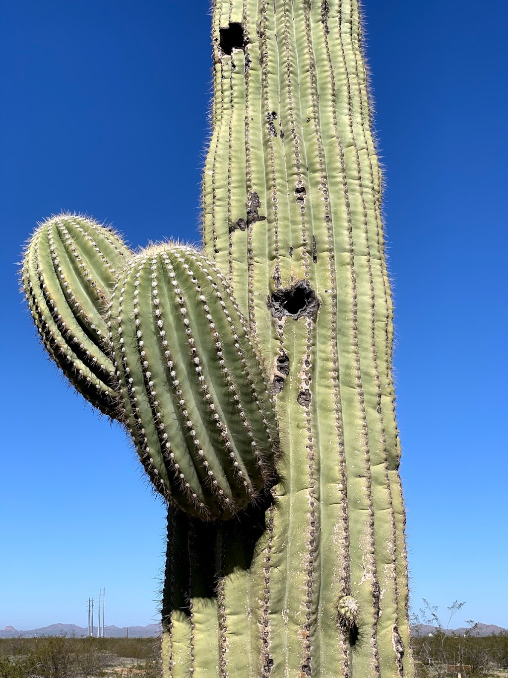 Casa Grande Ruins National Monument | 1100 W Ruins Dr, Coolidge, AZ 85128, USA | Phone: (520) 723-3172