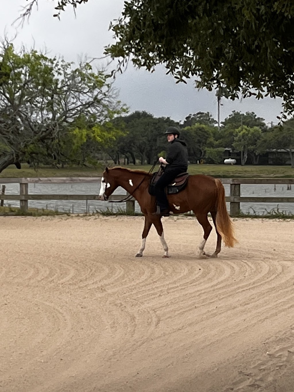 Pam Stanford’s Performance Horse’s | 1313 Graham Rd, Corpus Christi, TX 78418, USA | Phone: (361) 548-0860