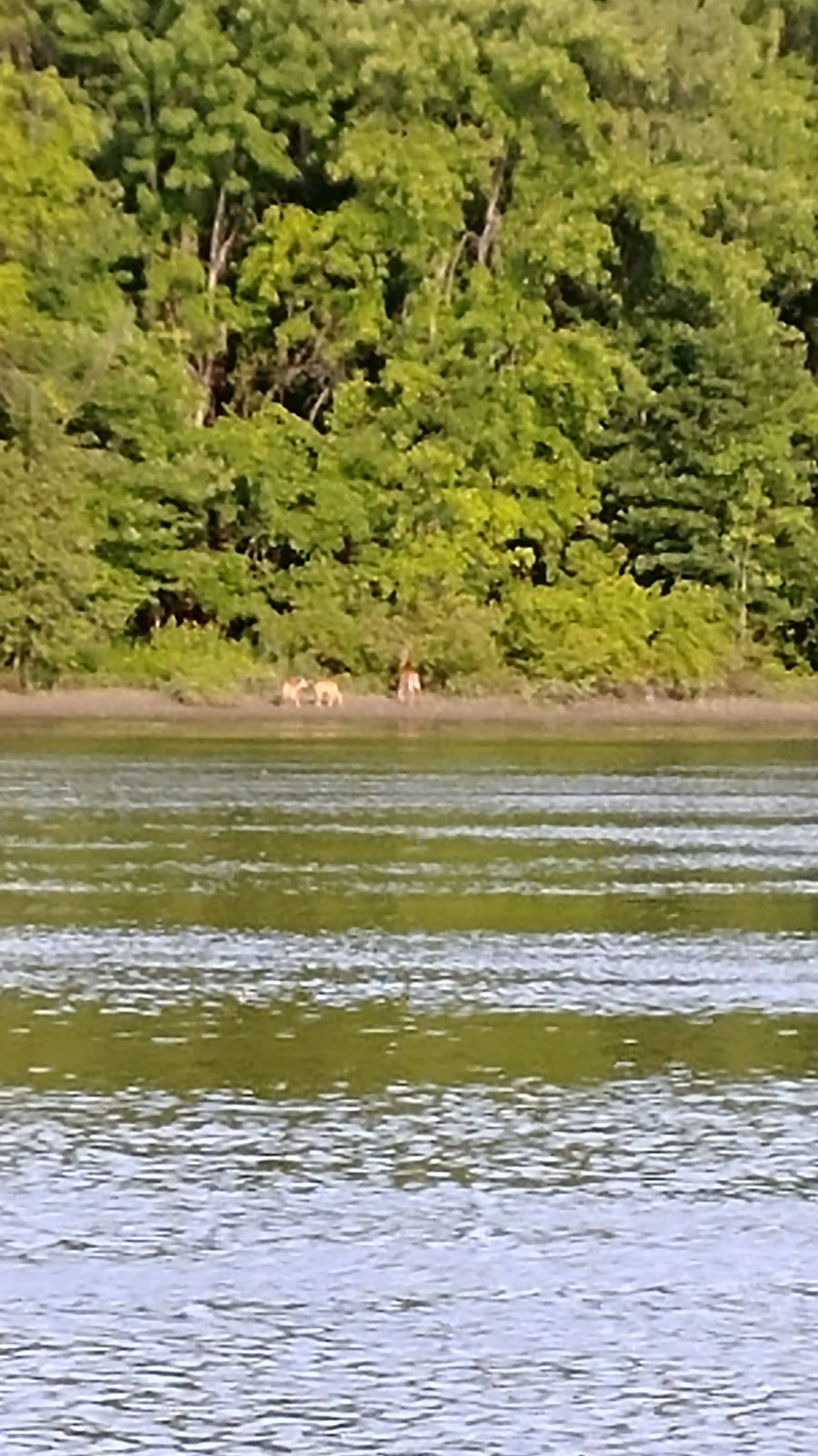 Vosburgh Swamp Wildlife Management Area | 4 Mile Point Rd, Coxsackie, NY 12051, USA | Phone: (845) 473-4440