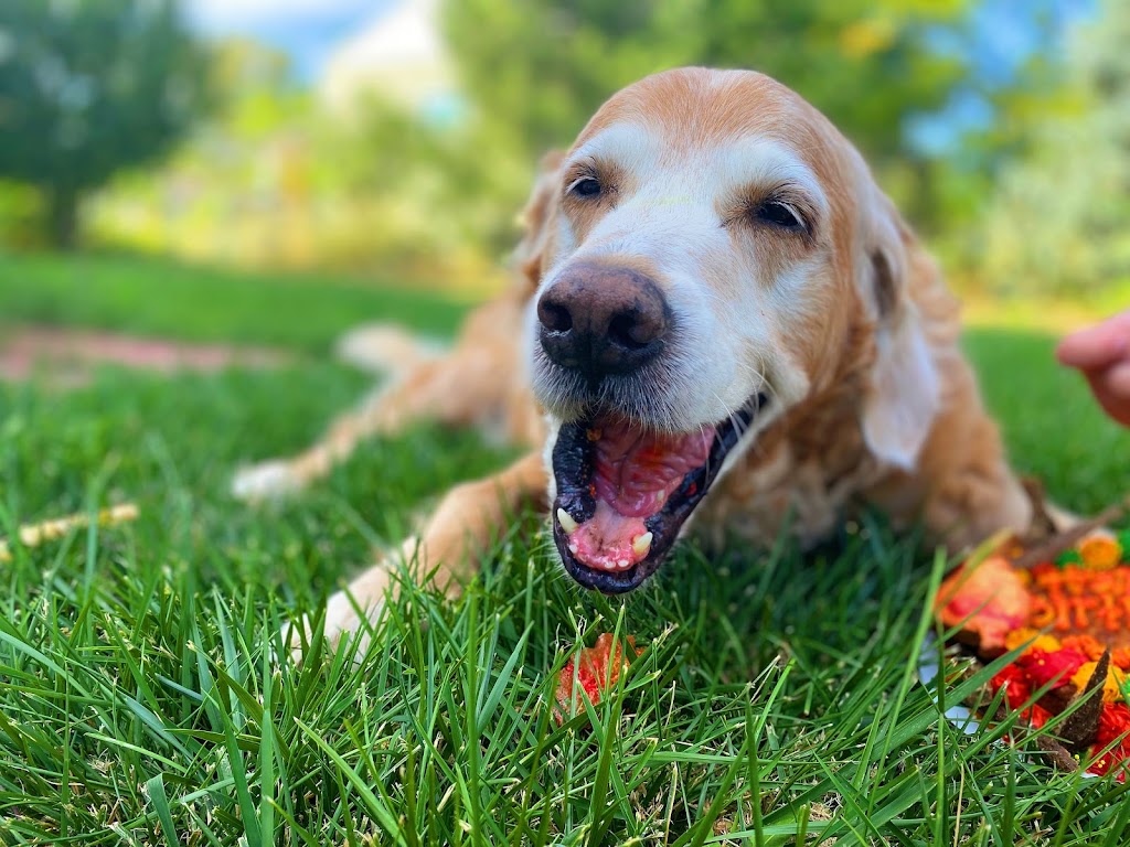 Cosmos Dog Bakery and Pet Supplies | 10111 W 26th Ave #101, Wheat Ridge, CO 80215, USA | Phone: (303) 232-1477