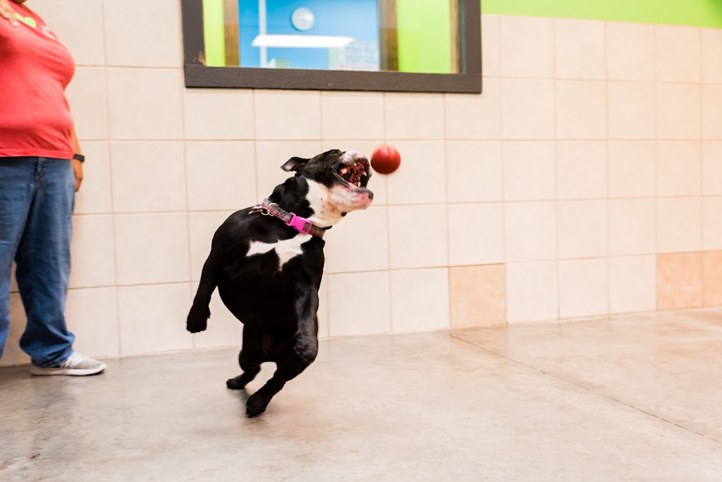 Mud Puppies | 12233 Ranch Rd 620 N #110A, Austin, TX 78750, USA | Phone: (512) 249-2498