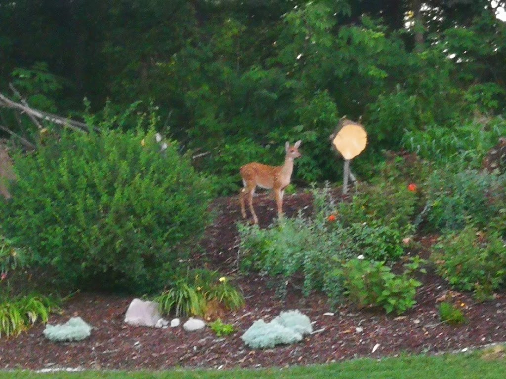 Marsh Creek Park | 8025 Lake Rd, Woodbury, MN 55125, USA | Phone: (651) 714-3500