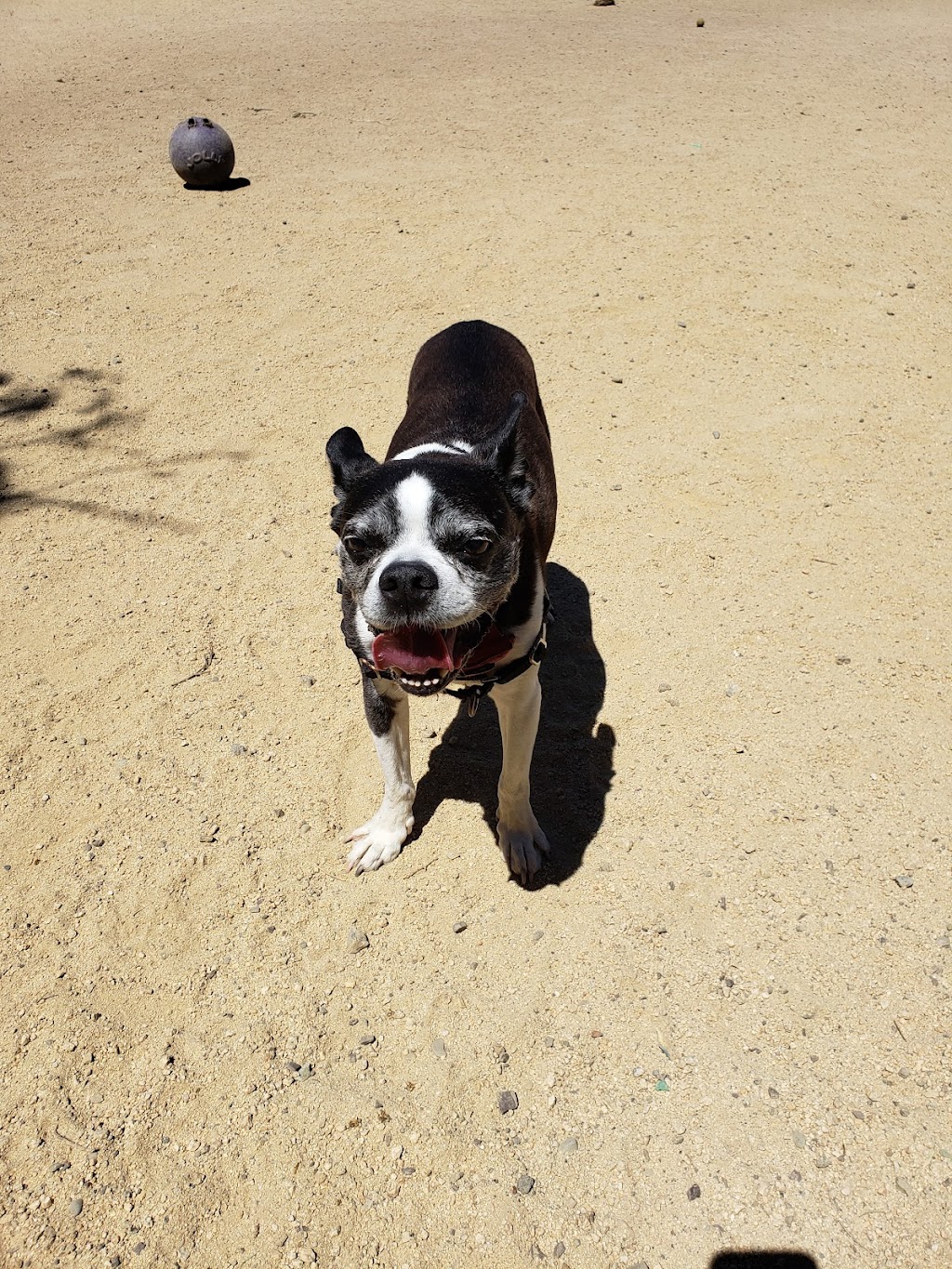 Rikki Streicher Field | 100 Collingwood St, San Francisco, CA 94114, USA | Phone: (415) 831-6810