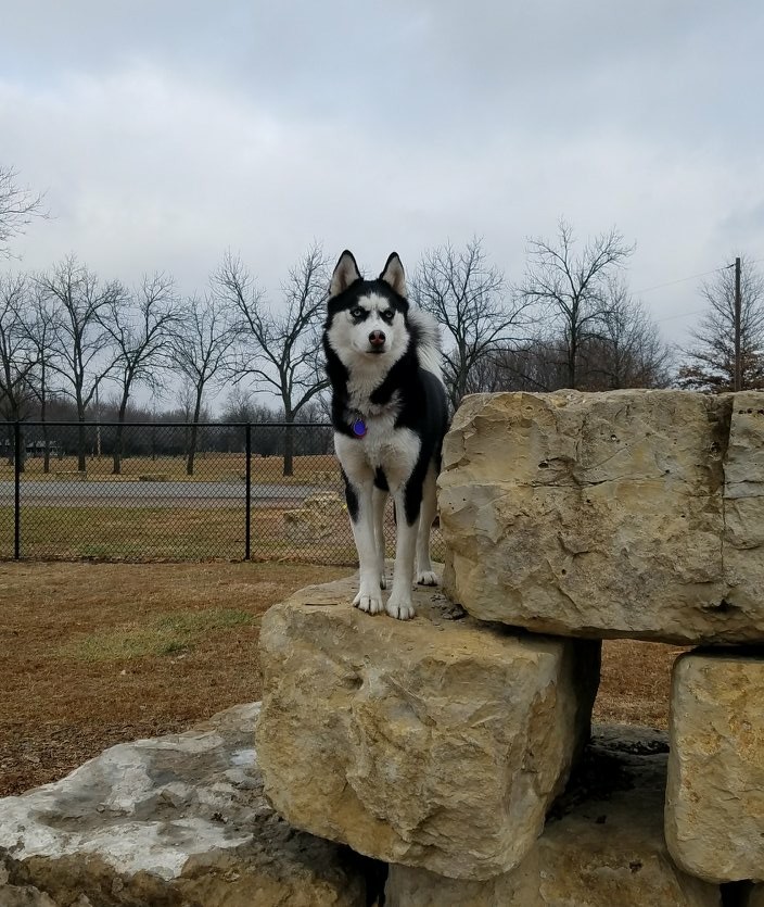 Dog Park in Andover Central Park | 1305 Central Ave, Andover, KS 67002, USA | Phone: (316) 733-1303