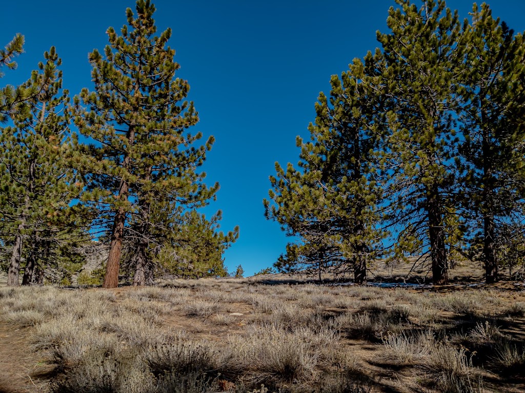 Chumash Wilderness | Mt Pinos Rd, Frazier Park, CA 93225, USA | Phone: (805) 968-6640