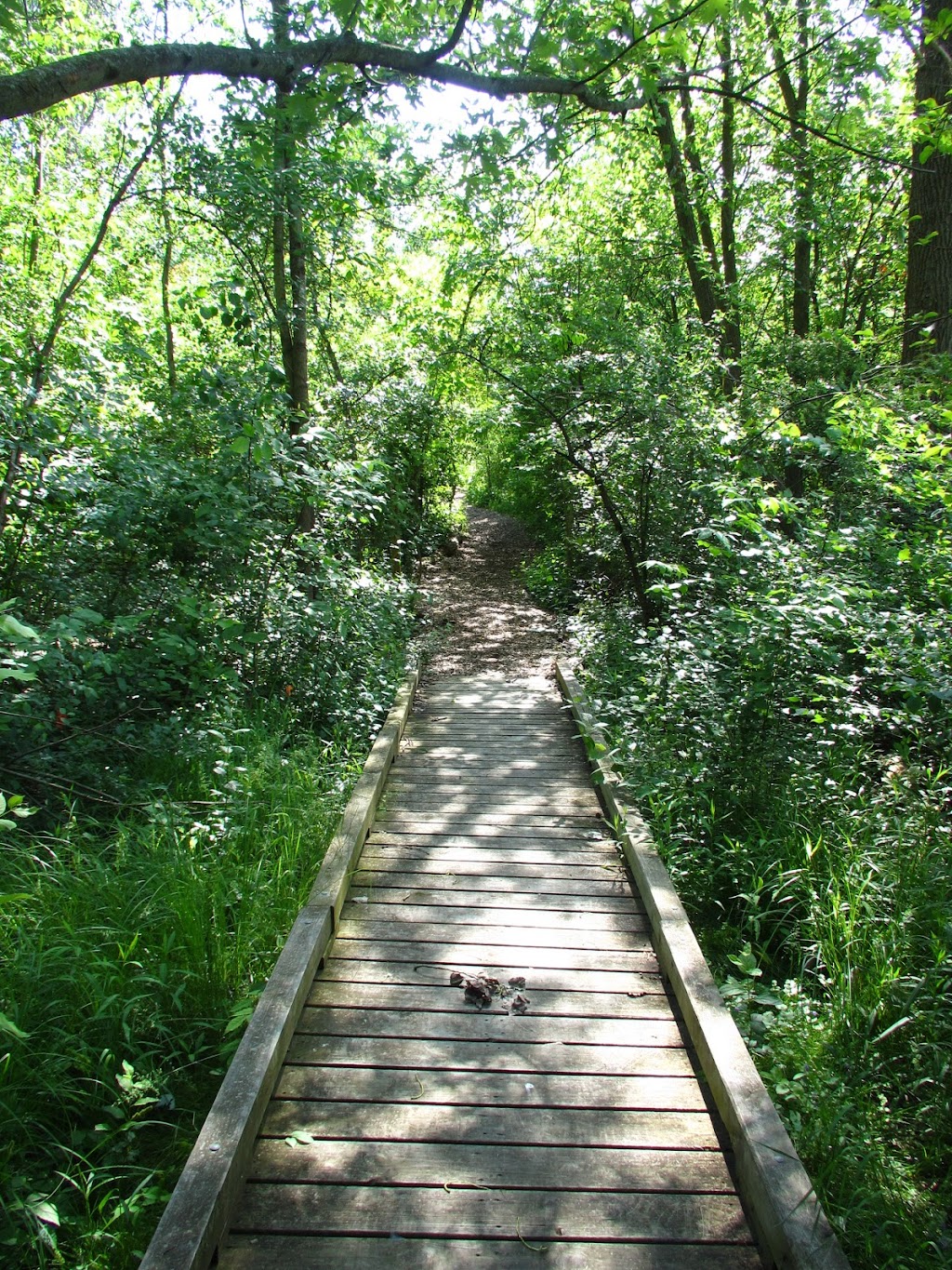Dicken Woods Nature Area | 1495 S Maple Rd, Ann Arbor, MI 48103, USA | Phone: (734) 794-6230 Dicken Woods Nature Area | 1495 S Maple Rd, Ann Arbor, MI 48103, USA | Phone: (734) 794-6230