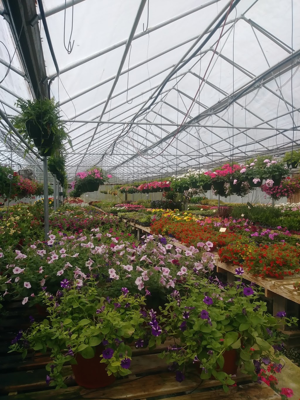 Goodwin Greenhouse | 300 Hoffman Ln, La Grange, KY 40031, USA | Phone: (502) 222-4769