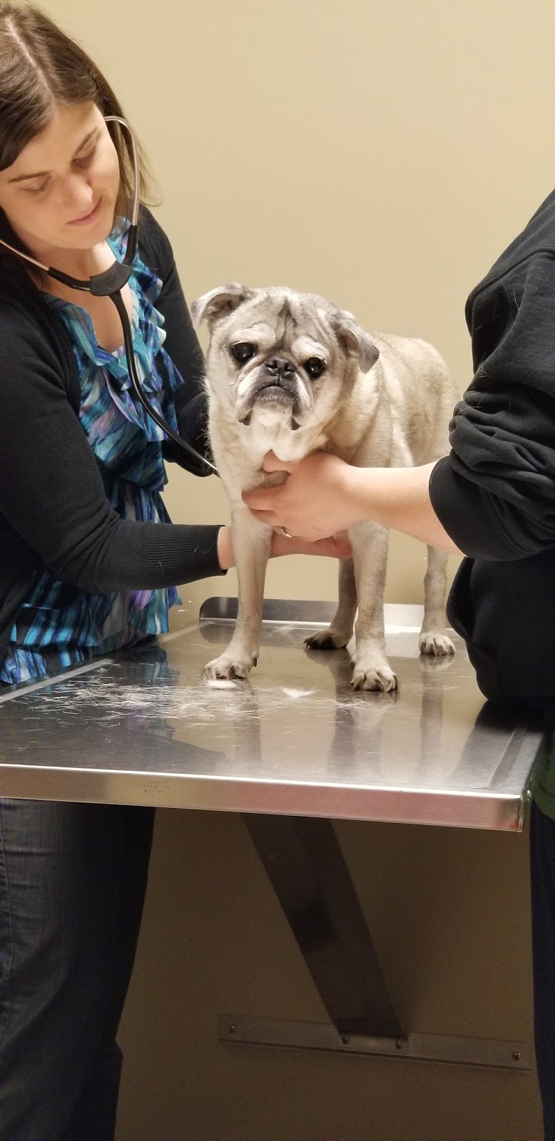 Morgan Pet Clinic | 16937 Audrey St, Omaha, NE 68136, USA | Phone: (402) 895-1001