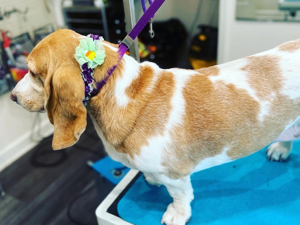 Grooming by Lacy | 1316 Teacup Spring Ct, Wake Forest, NC 27587, USA | Phone: (919) 810-6063