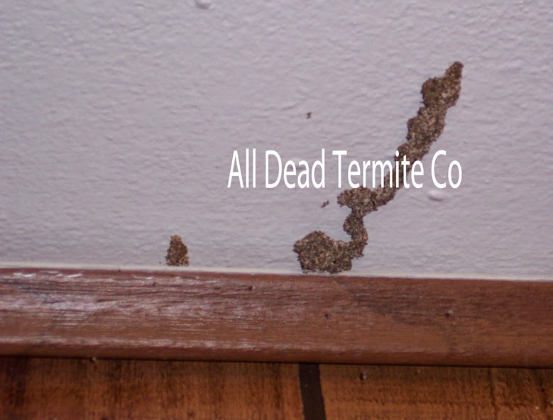 All Dead Termite Co. | 3515 Sycamore School Rd # 125-189, Fort Worth, TX 76133, USA | Phone: (817) 361-9868