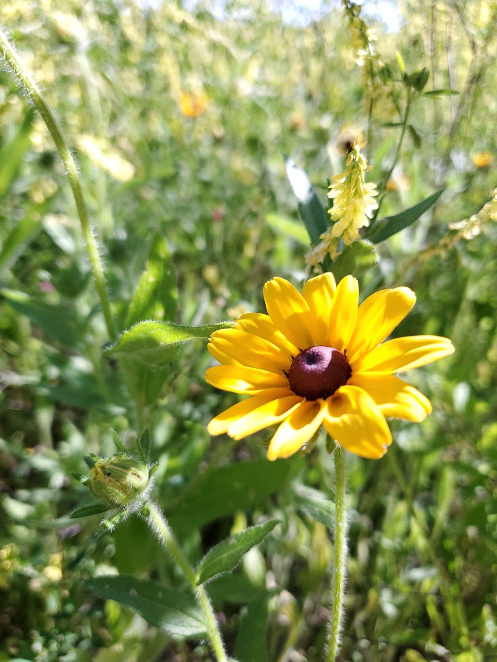 Trillium Trails Wildflower Preserve | Cincinnati, OH 45215, USA | Phone: (513) 771-8733