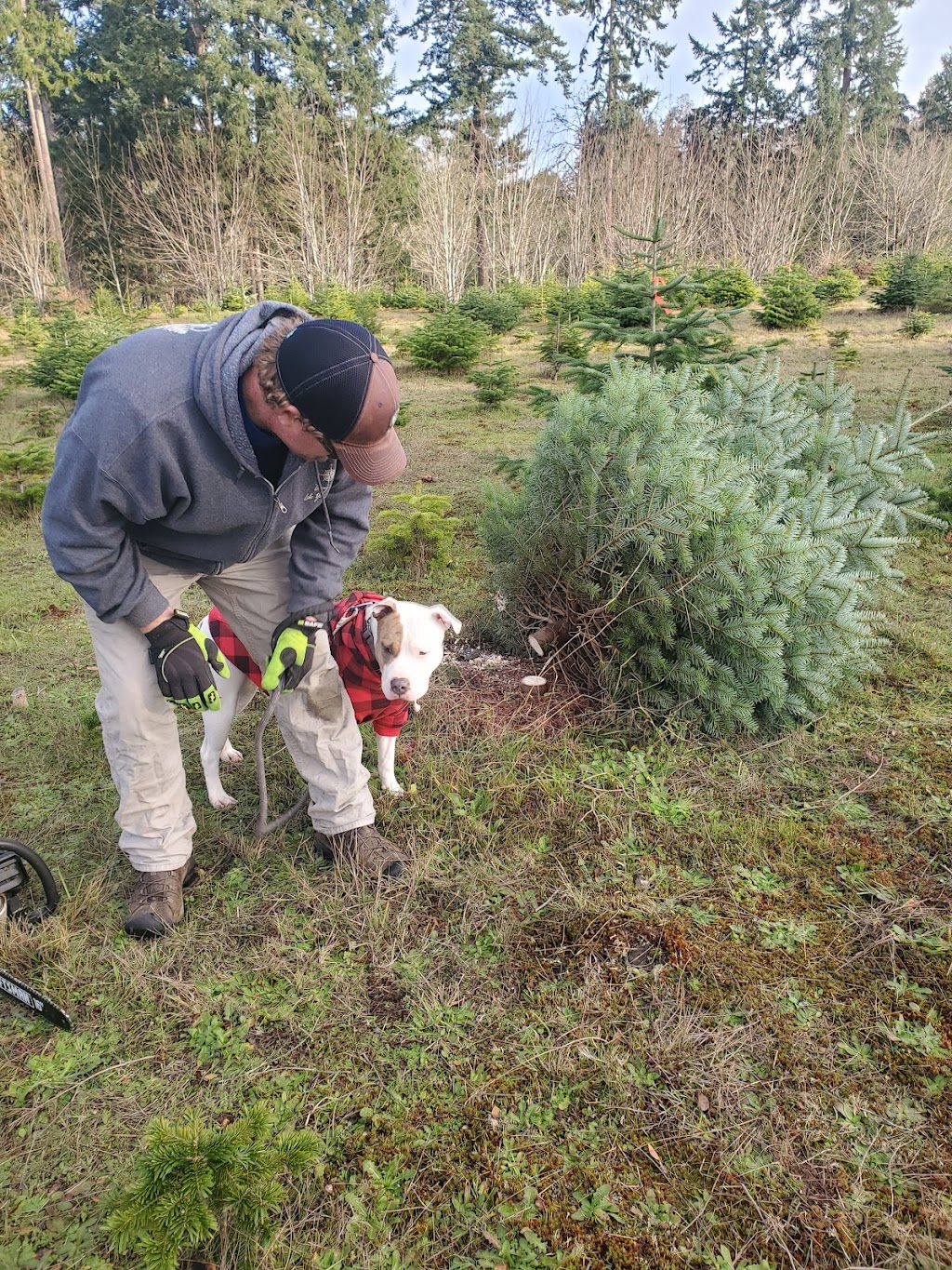 Stocks Tree Farm | 1894 Vista Rama Dr E, Port Orchard, WA 98366, USA | Phone: (360) 908-3995