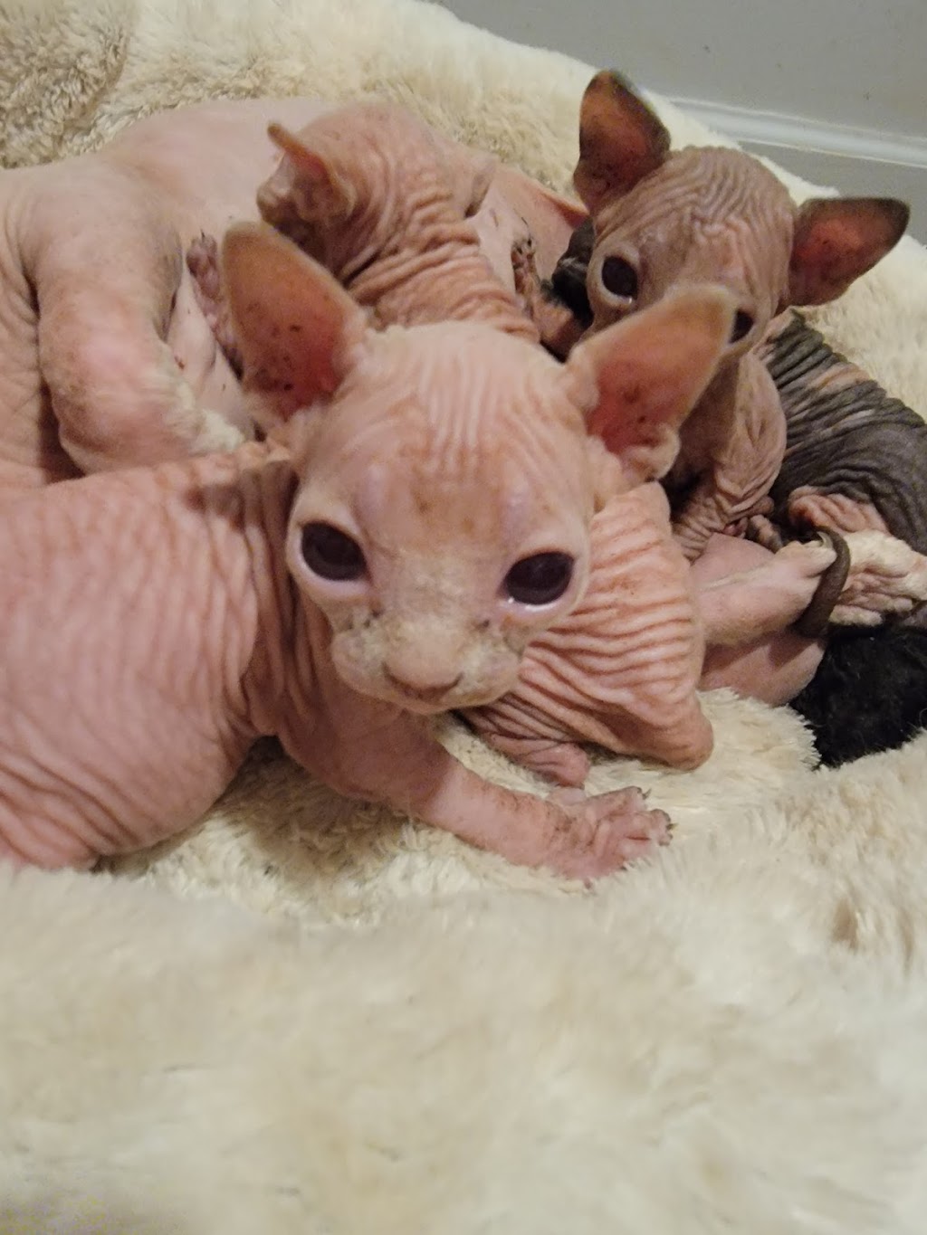 Duncan Sphynx Cattery | 941 Clark Rd, New Vienna, OH 45159, USA | Phone: (937) 302-9128