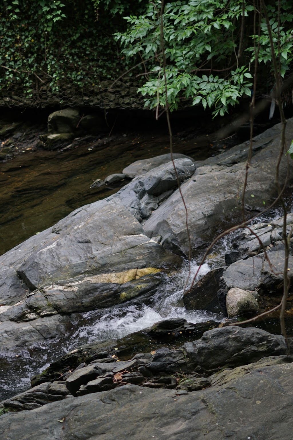 Mt. Washington Arboretum | Tanbark Drive at Lochlea and, Kelly Ave, Baltimore, MD 21209, USA | Phone: (410) 215-9527