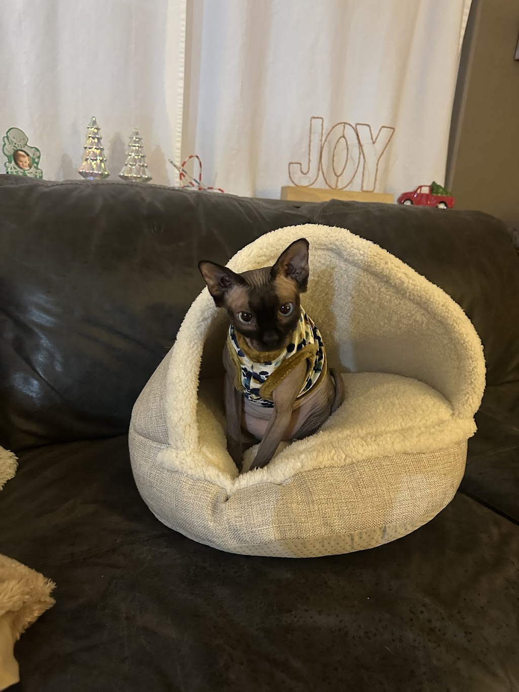 CareVet of Honor Heights | 4011 W Okmulgee Ave, Muskogee, OK 74401, USA | Phone: (918) 682-6652