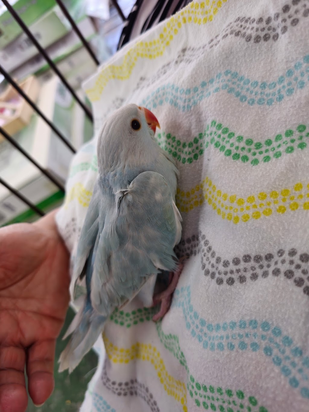 Canoga Discount Birds | 21731 Sherman Way, Canoga Park, CA 91303, USA | Phone: (818) 883-3007