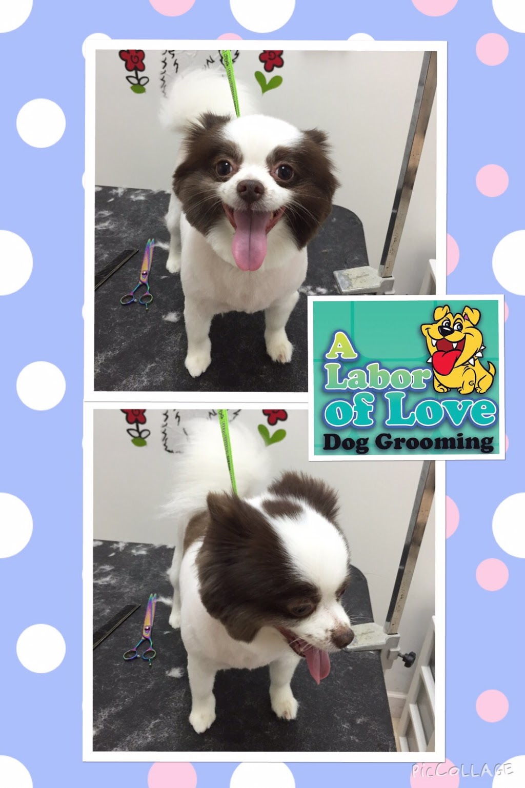 A Labor of Love Dog Grooming Salon | 10864 SW 104th St, Miami, FL 33176, USA | Phone: (305) 270-9170