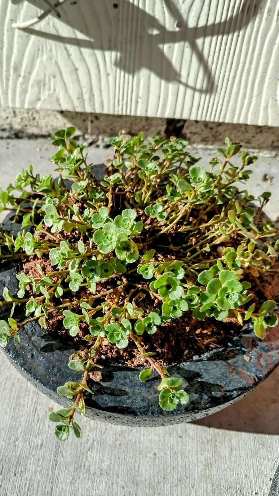 Season of Succulents | 1151 Warburton Ave, Santa Clara, CA 95050, USA | Phone: (408) 449-2654