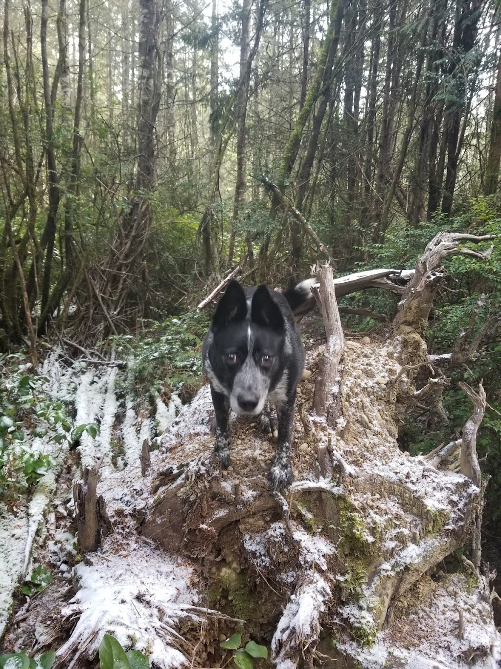 Rotary Bark Park | 10100 Bujacich Rd, Gig Harbor, WA 98332, USA | Phone: (253) 858-3400