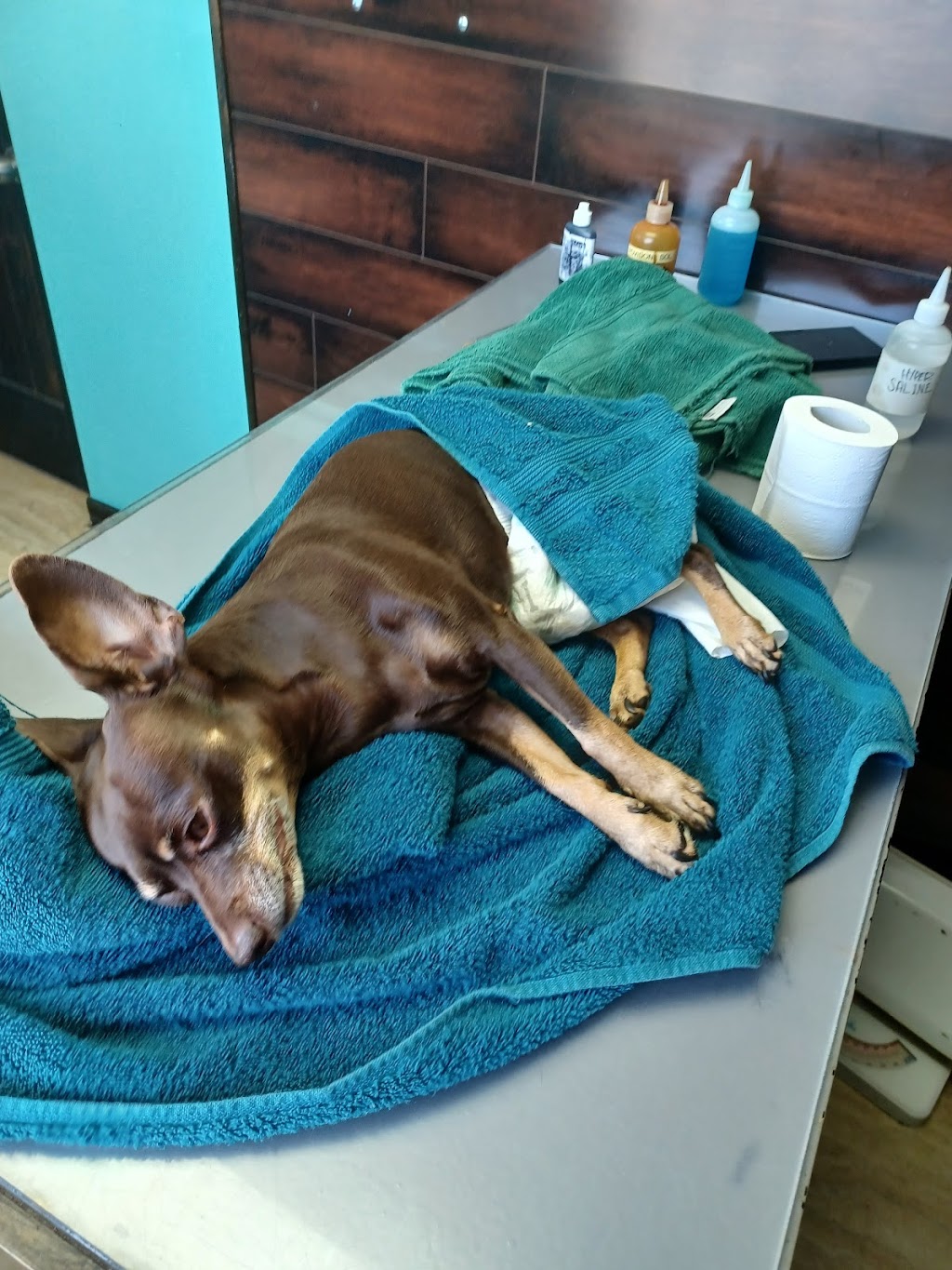 Animal Hospital of Los Lunas | 419 Main St SW, Los Lunas, NM 87031, USA | Phone: (505) 866-1852