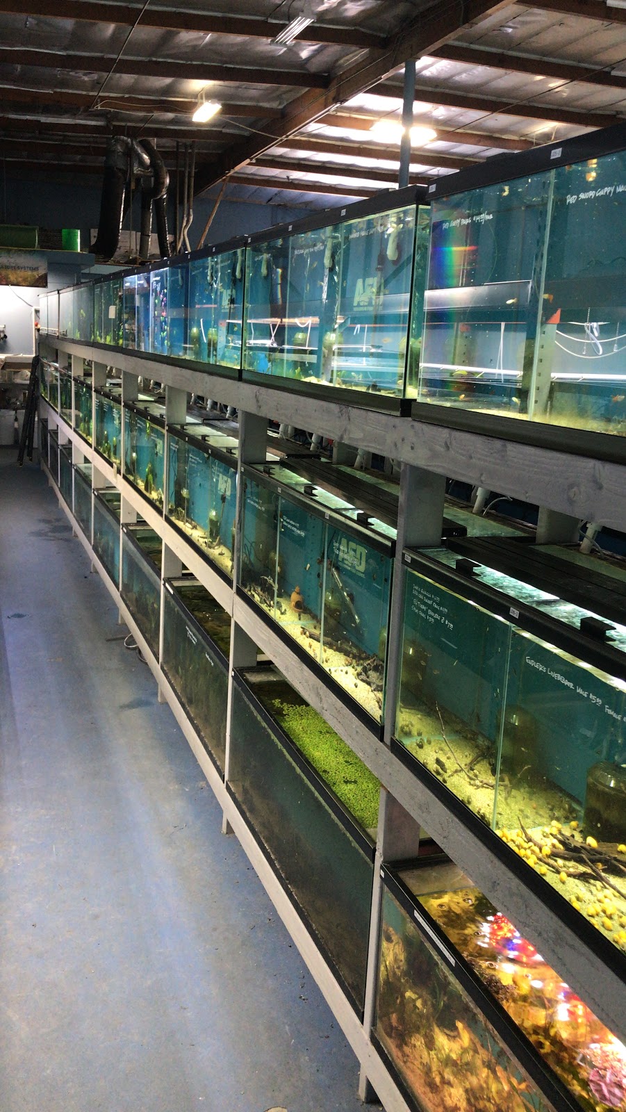 Aquarium Fish Depot | 5121 Santa Fe St Suite F, San Diego, CA 92109, USA | Phone: (858) 926-2060