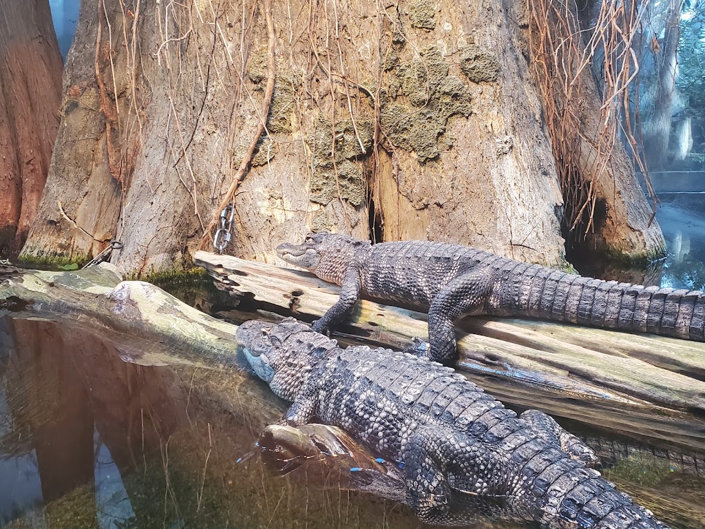 Tennessee Aquarium | 1 Broad St, Chattanooga, TN 37402, USA | Phone: (423) 265-0695