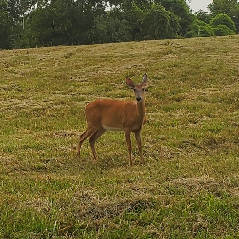 E.P. Tom Sawyer State Park | 3000 Freys Hill Rd, Louisville, KY 40241, USA | Phone: (502) 429-7270