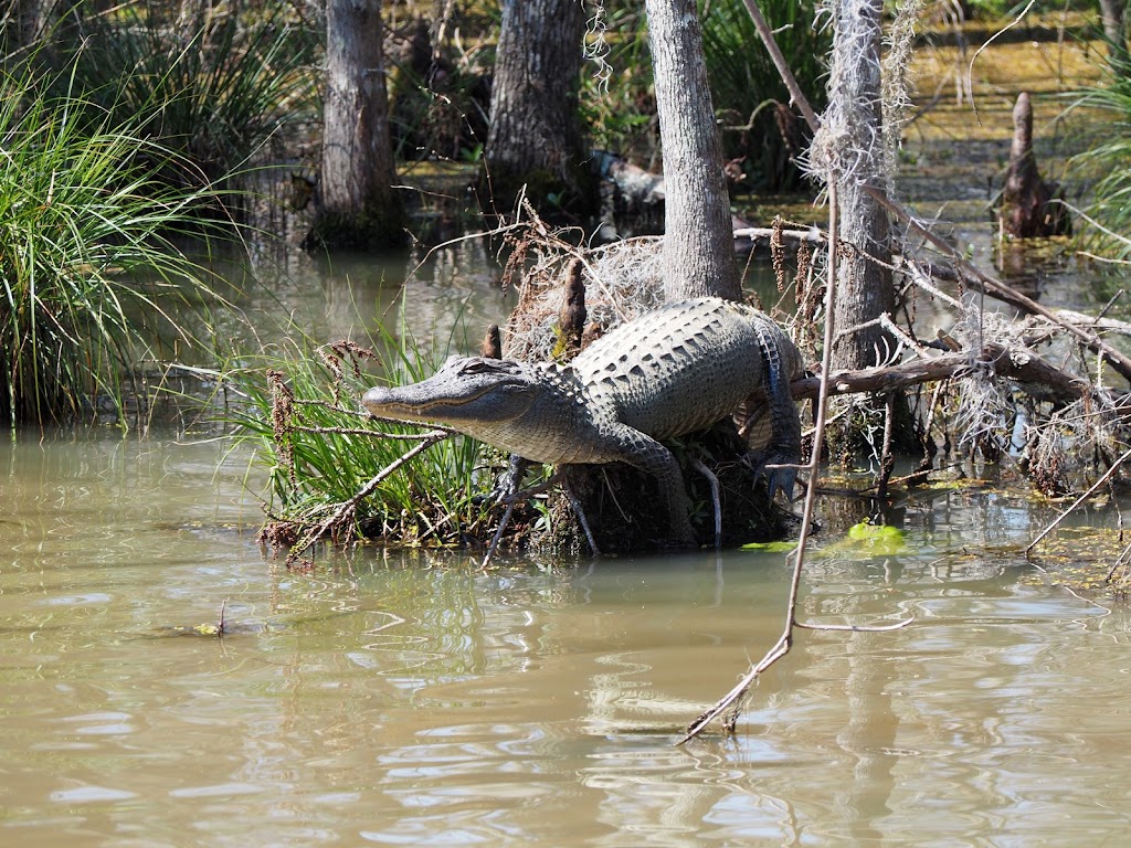 Honey Island Swamp Tours | 41490 Crawford Landing Rd, Slidell, LA 70461, USA | Phone: (985) 641-1769