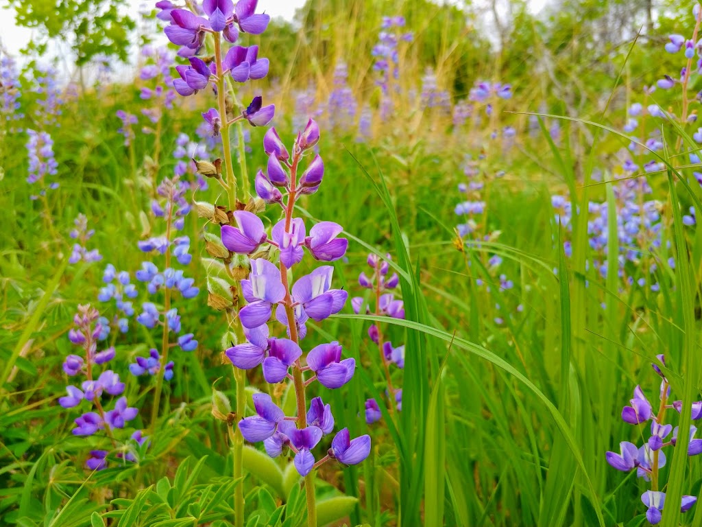 Sherburne National Wildlife Refuge | 17076 293rd Ave NW, Zimmerman, MN 55398, USA | Phone: (763) 389-3323