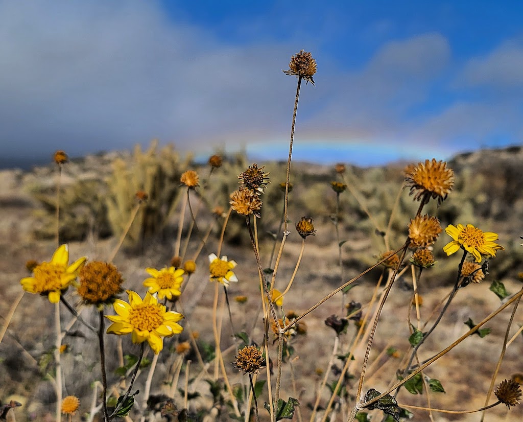 Culp Valley Primitive Campground | Montezuma-Borrego Hwy, Ranchita, CA 92066, USA | Phone: (760) 767-4037