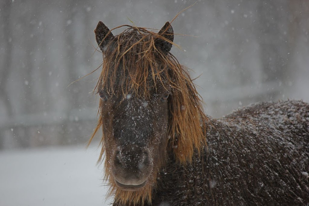 Rock- N- Country Veterinary Services | 6545 Arno Rd, College Grove, TN 37046, USA | Phone: (615) 368-7873