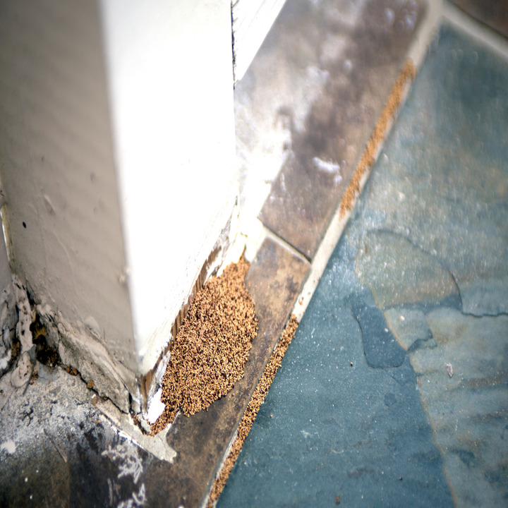 Cement Capital Termite Removal Experts | 300 Bryant Ave, Midlothian, TX 76065, USA | Phone: (214) 249-0847