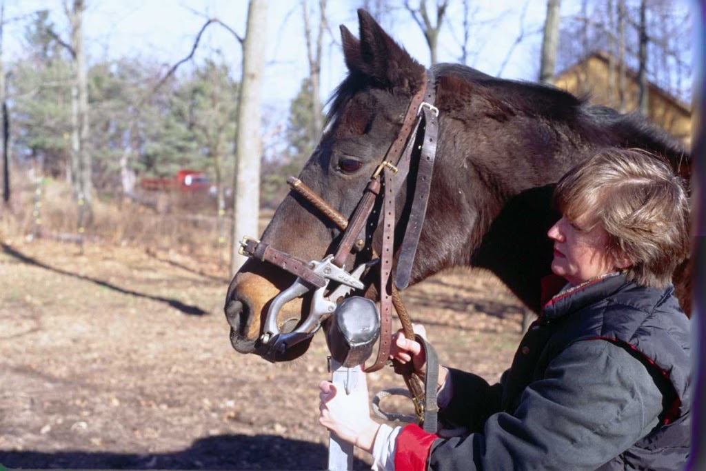 Royalton Equine Veterinary Services, PC | 7735 Chestnut Ridge Rd, Lockport, NY 14094, USA | Phone: (716) 629-8384