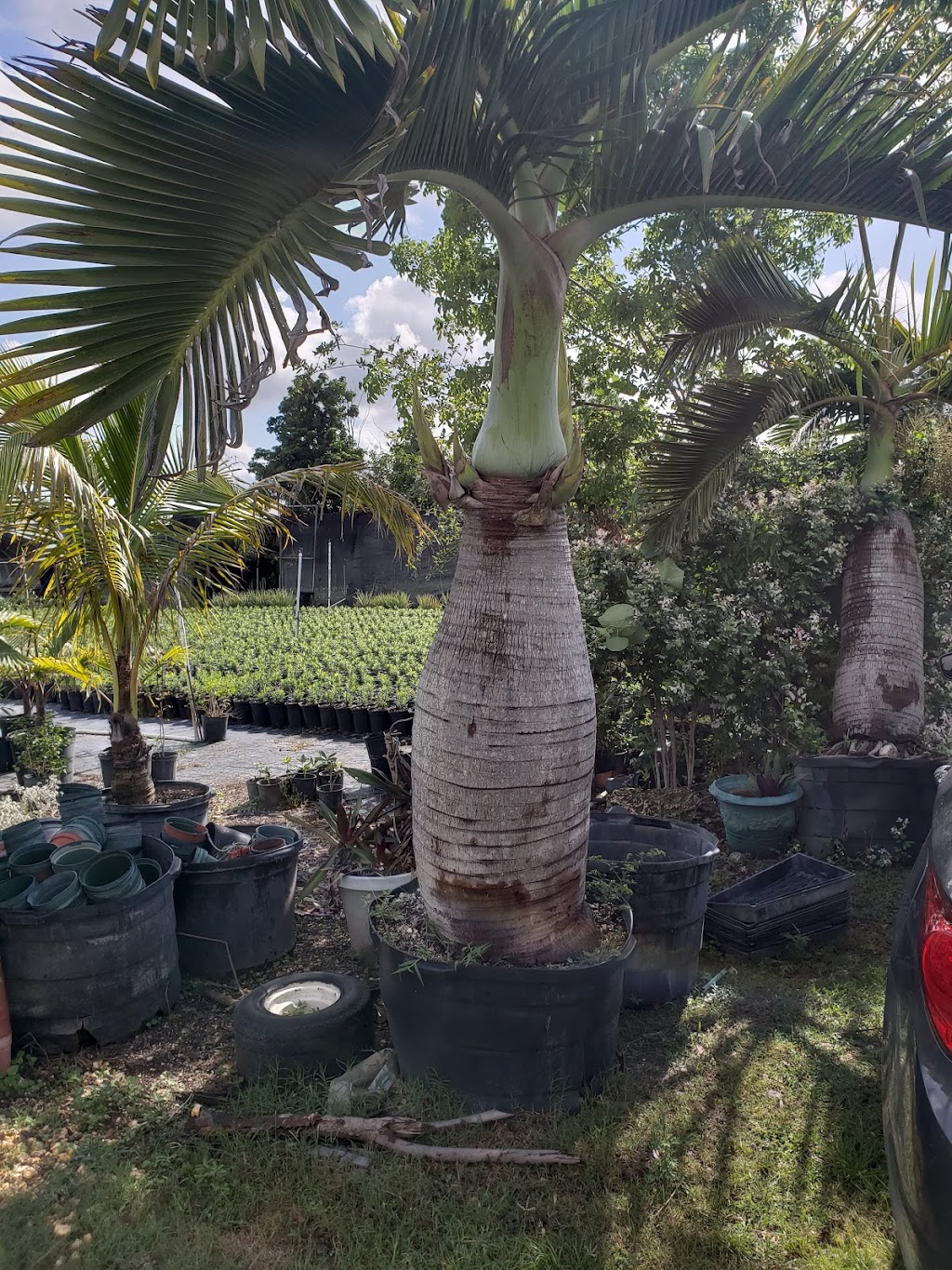 Caballeros Plants Nursery Inc | 18550 SW 168th St, Miami, FL 33187, USA | Phone: (786) 295-3413
