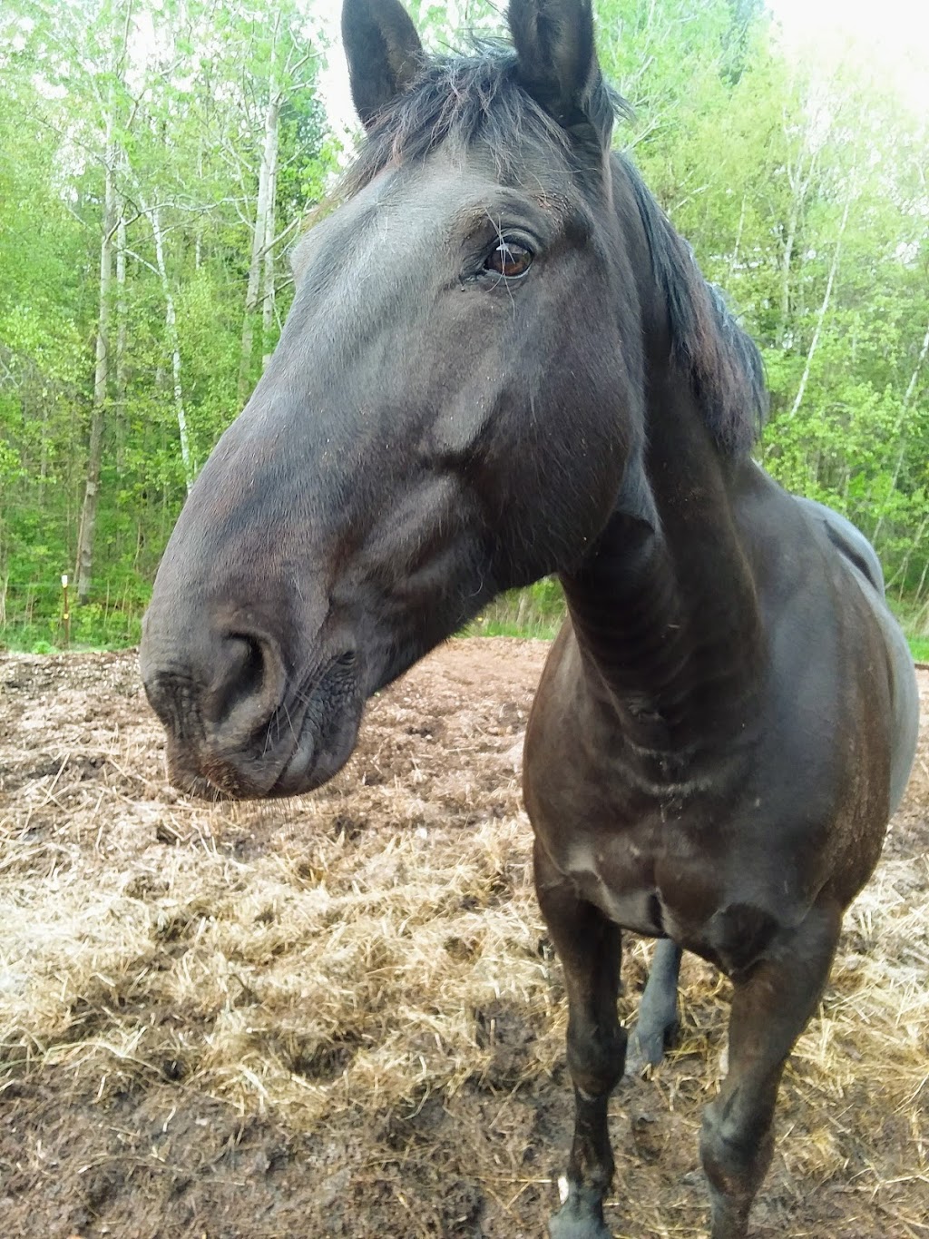New Horizon Stables | 586 Pearse Rd, Schenectady, NY 12309, USA | Phone: (518) 698-3391