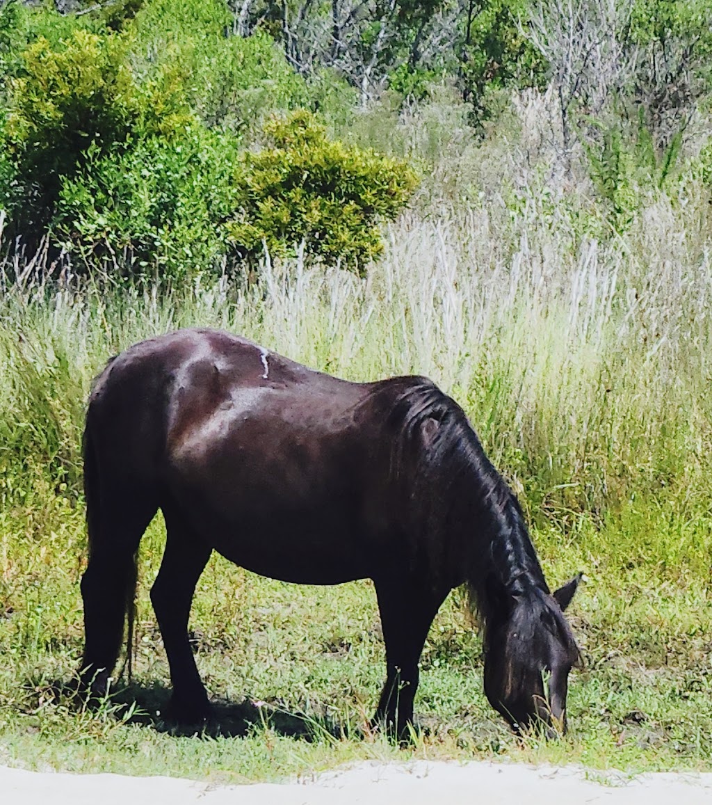Corolla Wild Horse Fund | 1130 E, Corolla Village Rd, Corolla, NC 27927, USA | Phone: (252) 453-8002