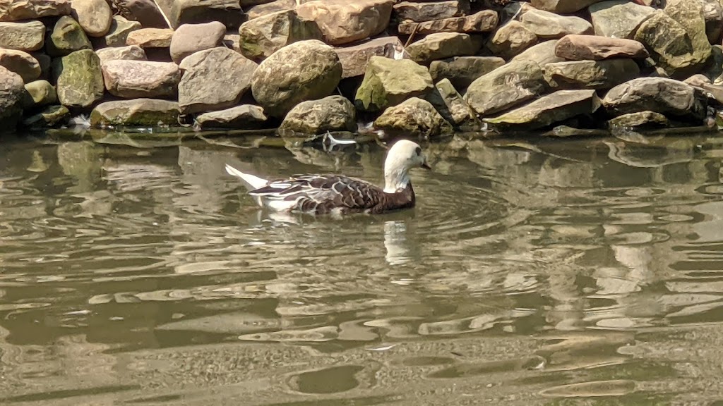 Gooseneck Hill Waterfowl Sanctuary | 5067 Lindsley Rd, West Valley, NY 14171, USA | Phone: (716) 942-6835