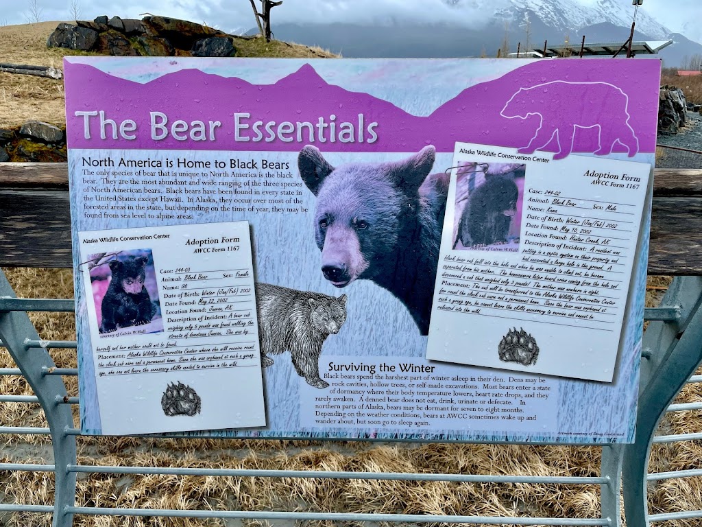 Black Bear Exhibit | 43520 Seward Hwy, Girdwood, AK 99587, USA | Phone: (907) 783-0058