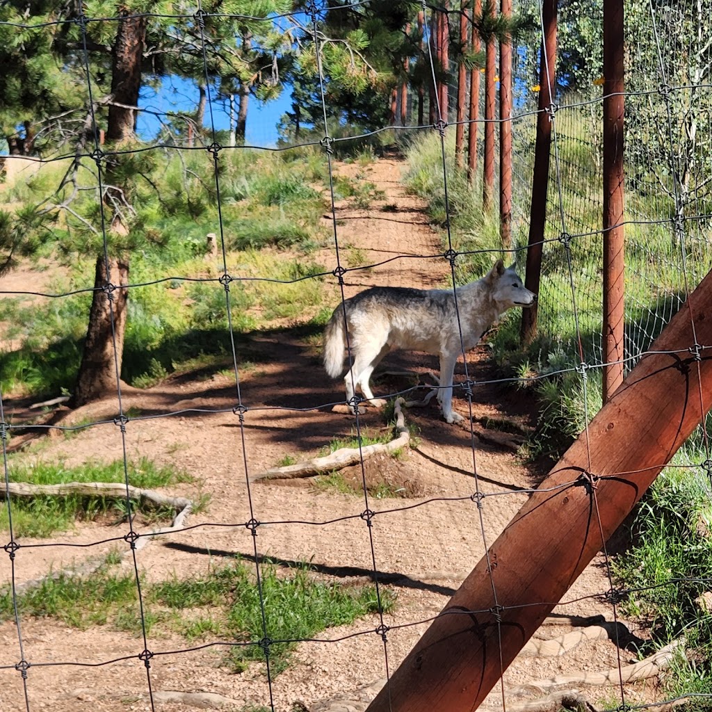 Colorado Wolf and Wildlife Center | 4729 Twin Rocks Rd, Divide, CO 80814, USA | Phone: (719) 687-9742