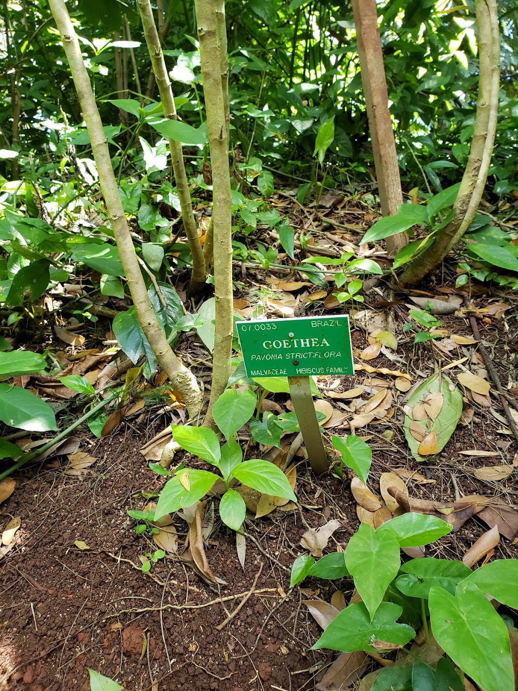 Wahiawā Botanical Garden | 1396 California Ave, Wahiawa, HI 96786, USA | Phone: (808) 621-7321