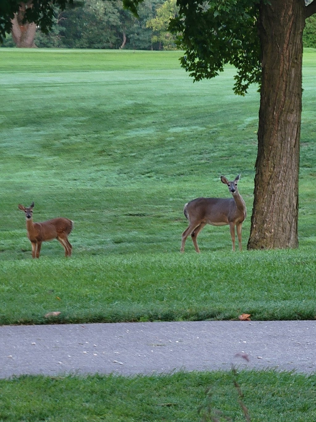 Turkeyfoot Lake Golf Links | 294 W Turkeyfoot Lake Rd, Akron, OH 44319, USA | Phone: (330) 644-5971