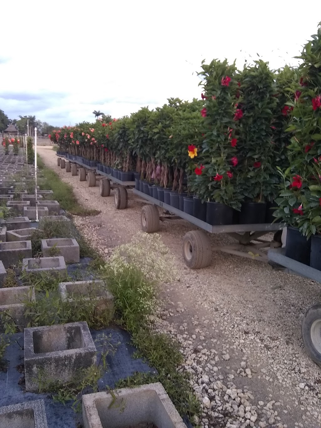 Railroad Nursery Inc | 17855 SW 248th St, Homestead, FL 33031, USA | Phone: (305) 245-4595