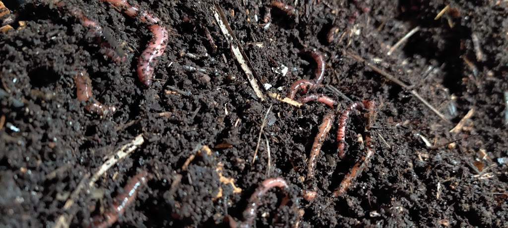 Turners Composting and Bait Worms | 1325 E Stark Rd trlr 28, Dallas, TX 75253, USA | Phone: (214) 973-3951